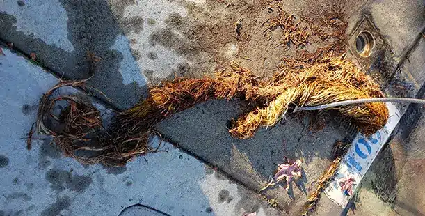 Newport Beach Drain Cleaning & Unclogging Newport Beach Drain Cleaning & Unclogging