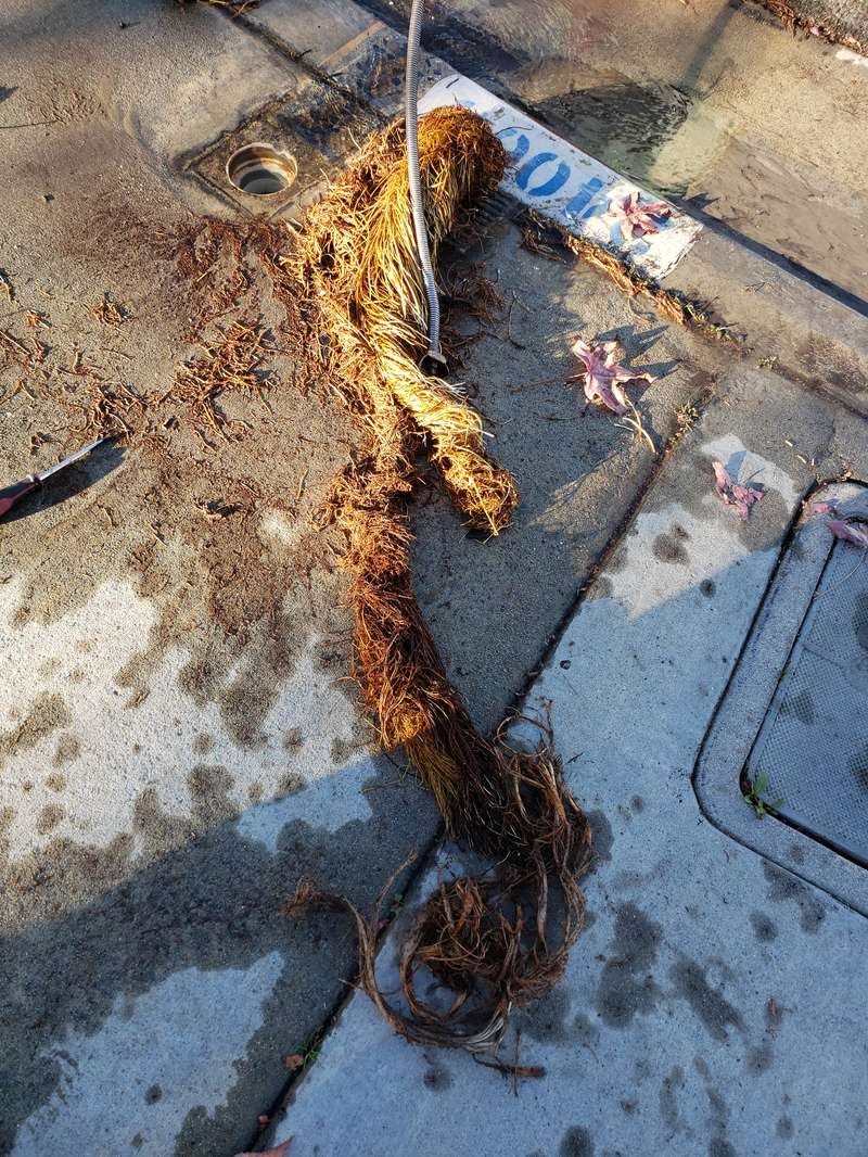 drainage-service-tree-roots-clay-sewer-orange-county Dense mass of tree roots pulled from a sewer line with a drain cable still threaded through it, next to a cleanout
